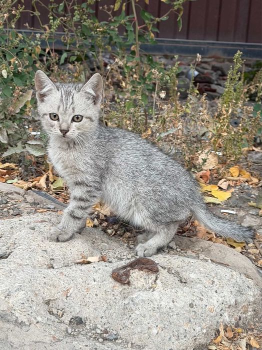 отдам в добрые руки котят и кошку