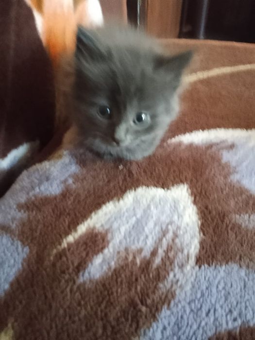 Котята 4 мальчика , 1 девочка .