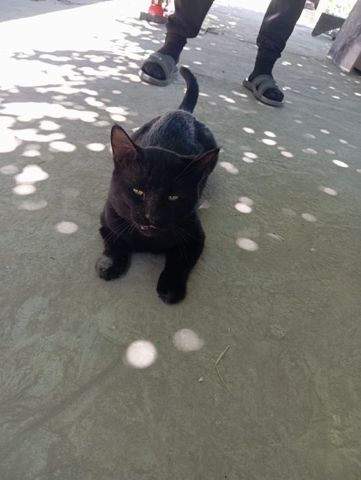 Hikoya asosidagi jinsiy aloqa fotosuratlari