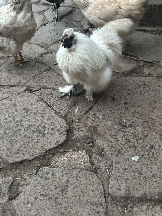 Disponibili cocoși tineri!