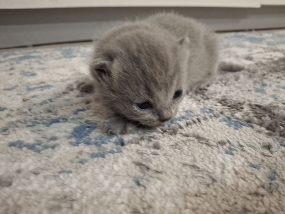 Котята, порода британец