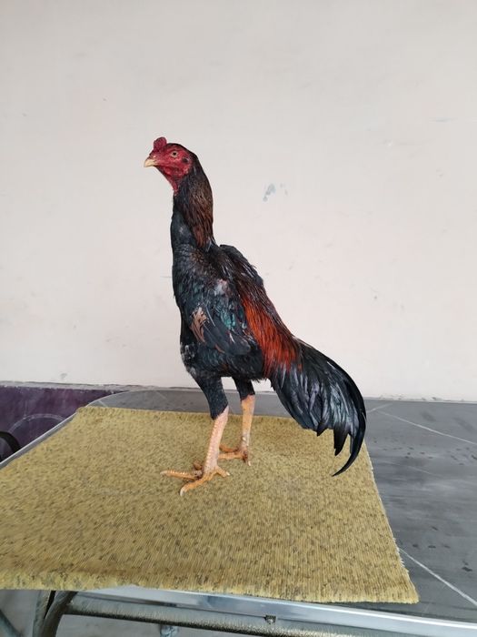 Joja sotiladi mayi jojasi zoti karea