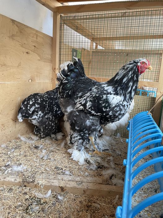 Brama Mramor 1+1 Toza Qon