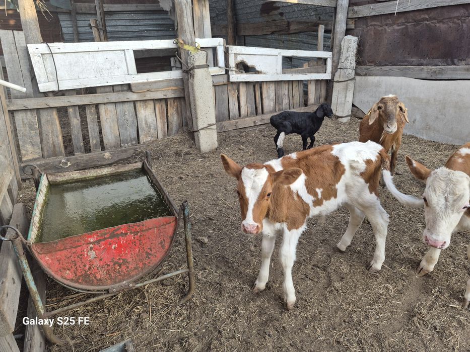 Продам бычка 2 мес