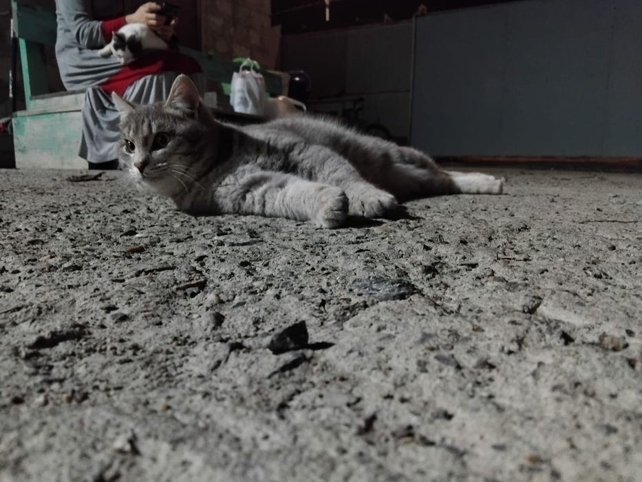 Кошки в добрые руки