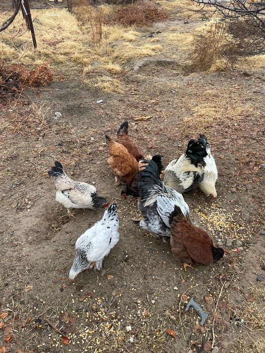 Тауықтар сатылады