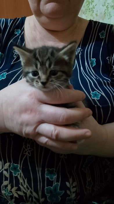 Отдам котят, срочно!