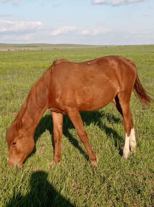 Продаю лошадей 4 головы