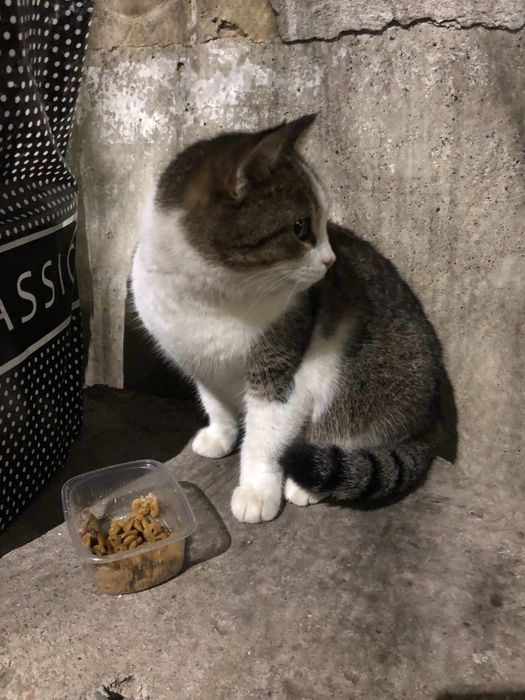 Любимые животные