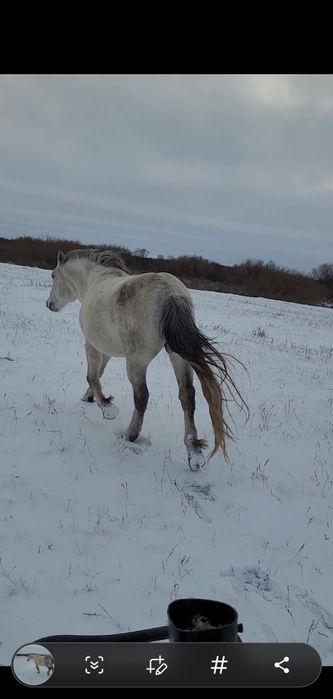 Айғыр сатылады жабы