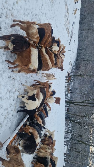 Vând turma de capre