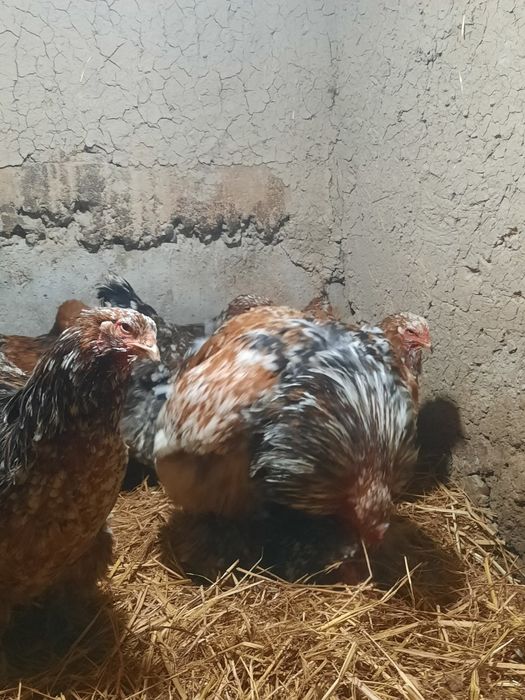 Bramma parselan tuxumlari1