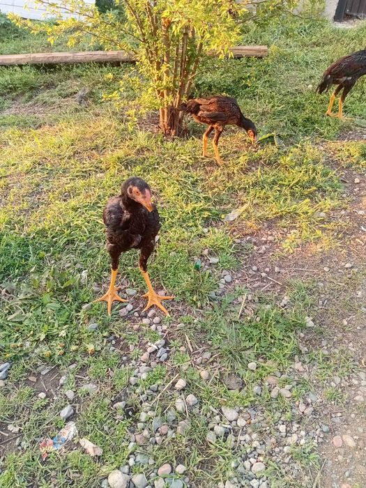 Даканы шамо карея