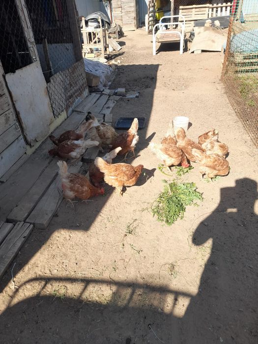 Продам несушки 12шт