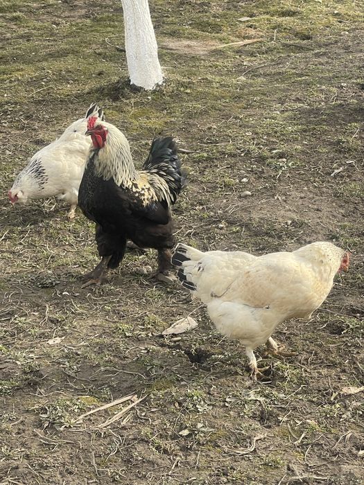 Oua pentru incubat diferite rase