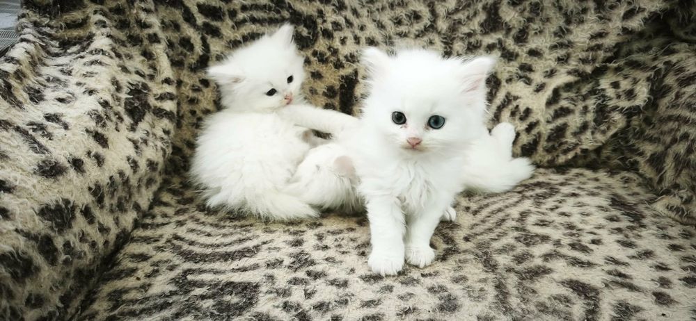 Продавам Ангорски котенца