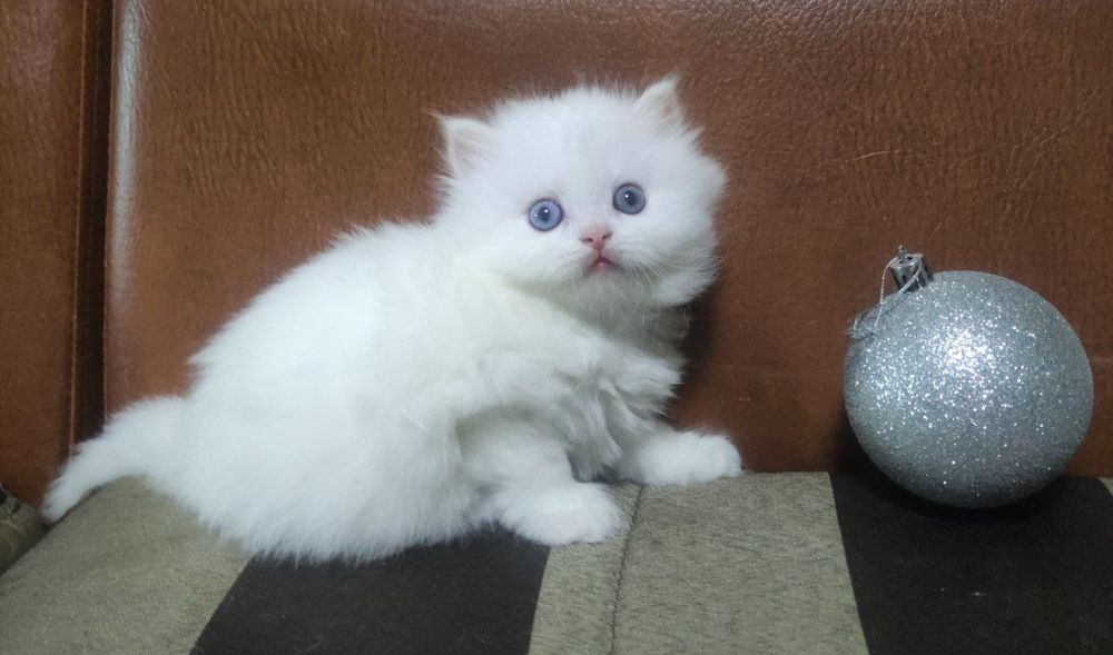 Mushuklar sotiladi