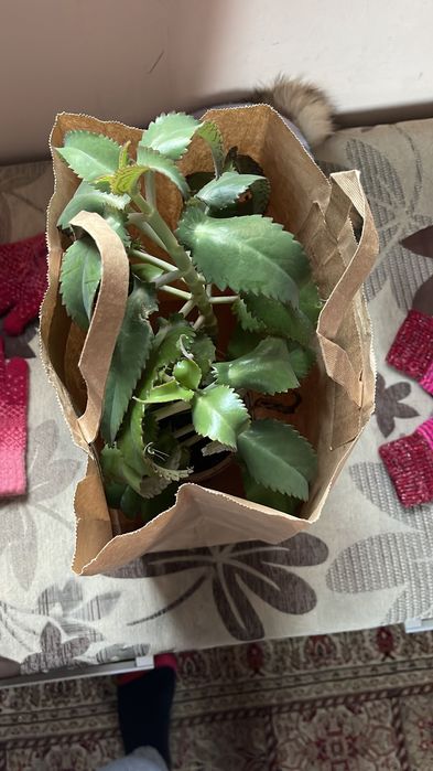 Лечебный каланхоэ