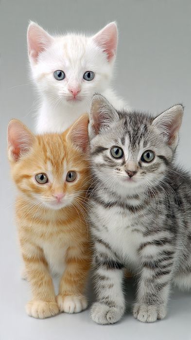 Котята крысоловы в добрые руки
