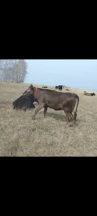 Продам тёлку год и месяц