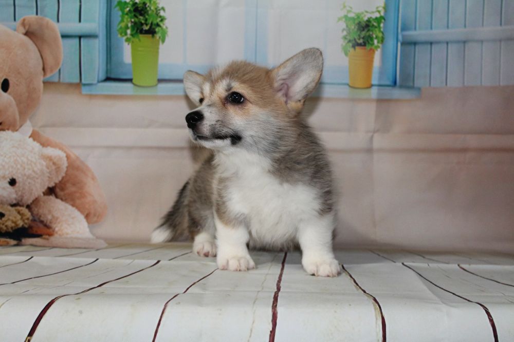 Продам щенков вельш-корги пемброк,рассрочка каспи 0 0 12