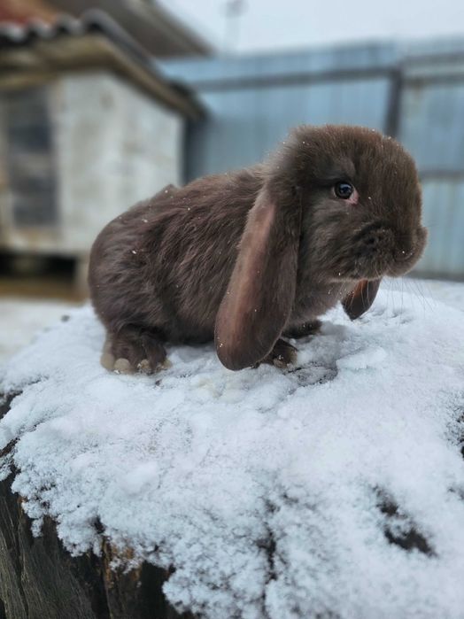 Pui Berbec German Havana – mantulat și havana plin