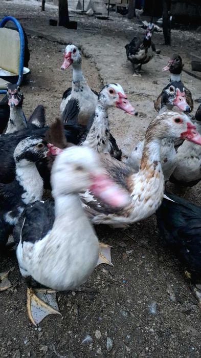 Продам домашних гусей, уток