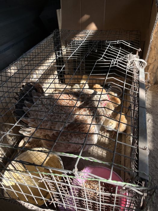 Продам курицу  с цыплятами