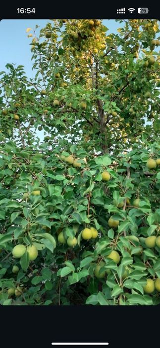 Дача с участком в хорошем районе