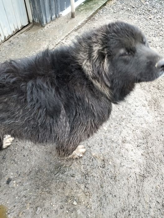 Vind cățelușă de rasă Ciobanesc de Bucovina corb