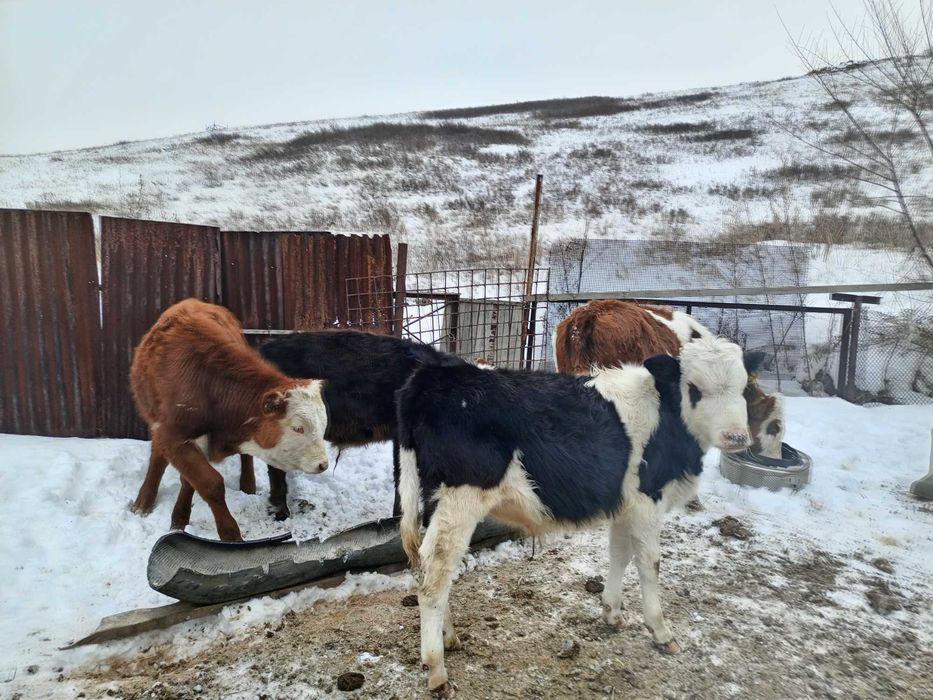 Телята четыре штуки.