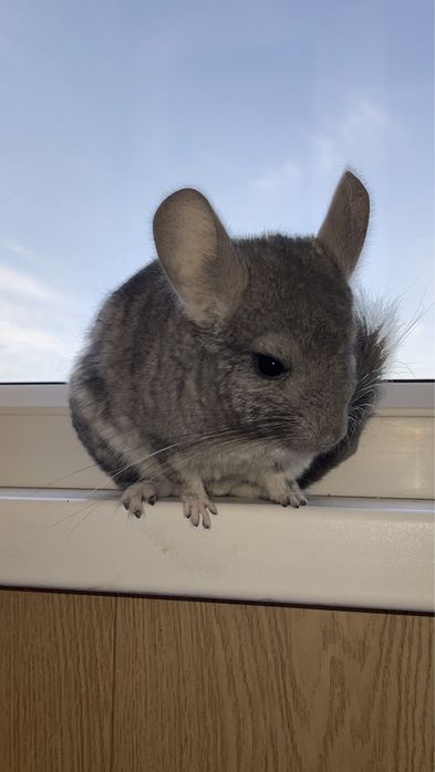 Шиншилла в любой город