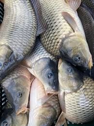 Barca barcuta TOP 2025 GPS/SONAR/BRUSHED/180 PUNCTE/15KMH/5,5 KG/800M