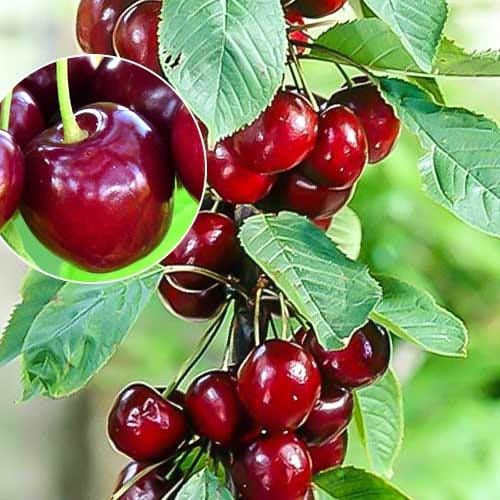 Pomi fructiferi clasici soiuri de  vișin