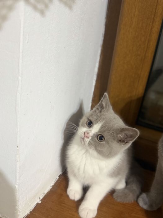Fetita british shorthair cu pedigree, bicolor, lila cu alb