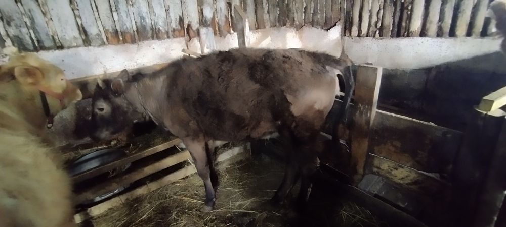 Продам тёлку на племя