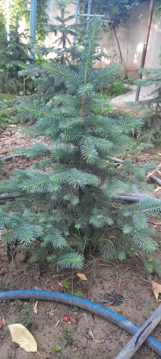 Голубой ель 0,5 метрдан 2 метргача