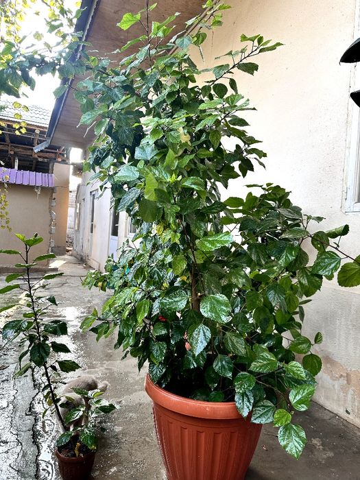 Gullar xonadon uchun Цветы для комнатные