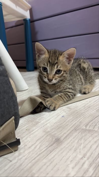 Продам котенка мальчик