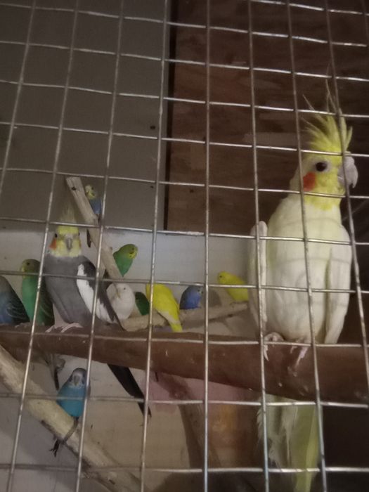Papagali peruși, nimfa ,zebre australiene