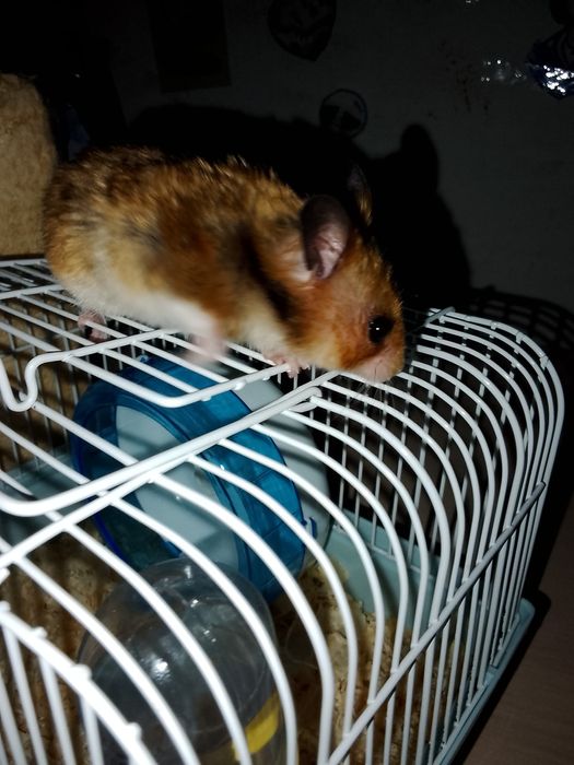 Продам джунгарского хомяка