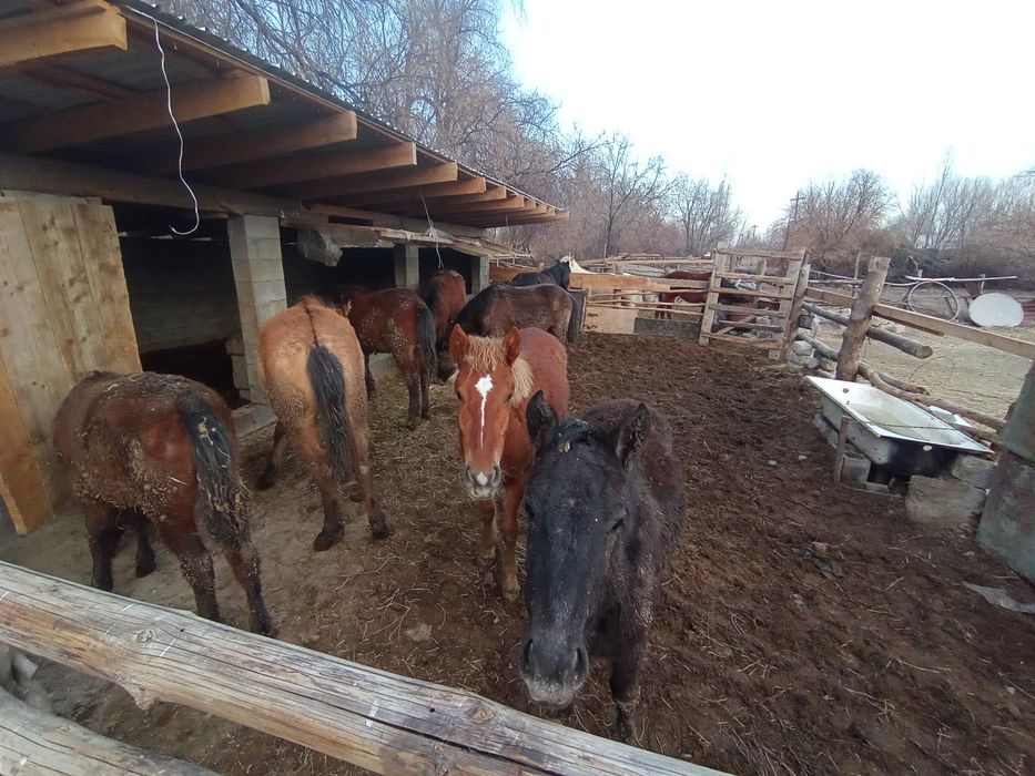 5байтал 3жабагы сау