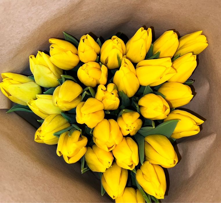 Голландские тюльпаны