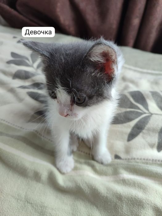 Котята, девочка и мальчики