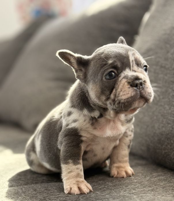 Bulldog Francez pui, femelǎ. Blue and tan merle