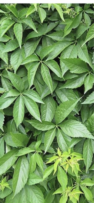 девичий виноград