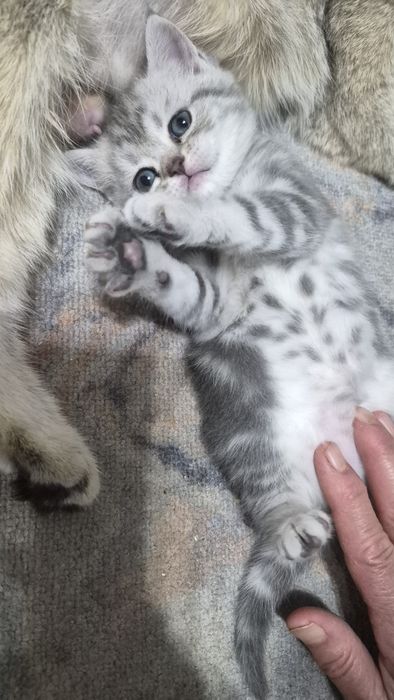 Котята шиншилла шотландские