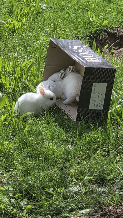 Карликовые кролики