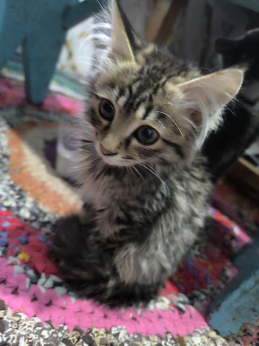 Отдам котенка мальчик