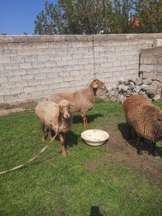 Зотдор Куйлар сотилади